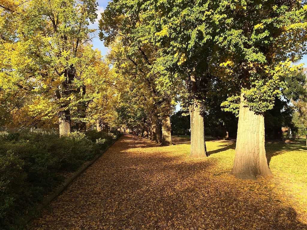 Albury travel image
