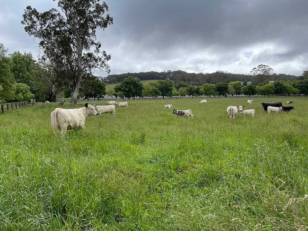 Bowral countryside