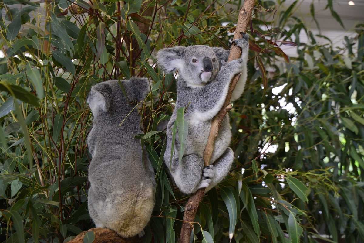 Brisbane travel image