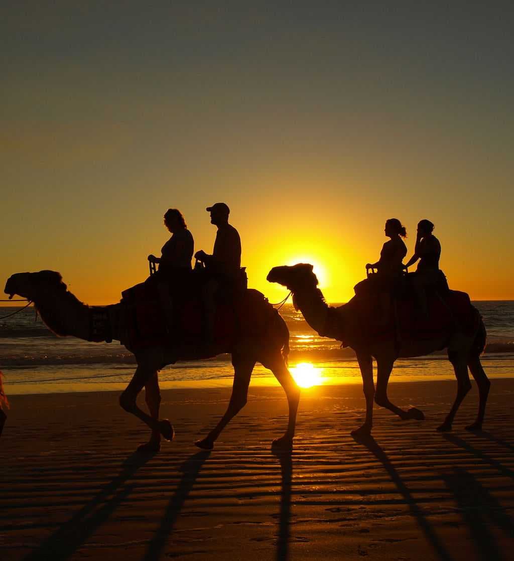 Tourists riding camels at Cable Beach in Broome at sunset.
