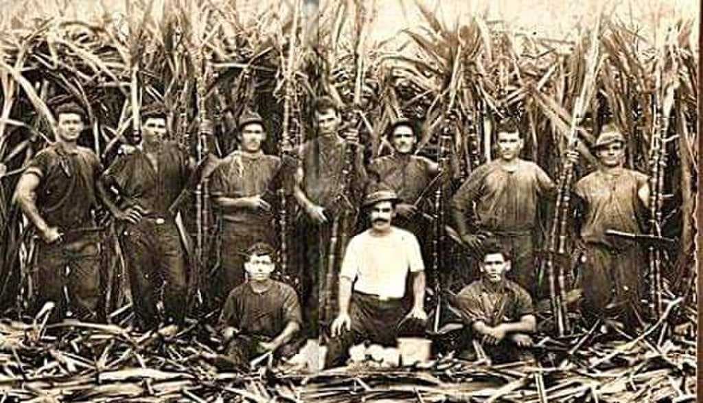 Migrants from Malta and Gozo working as canecutters in Mackay, ca. 1919