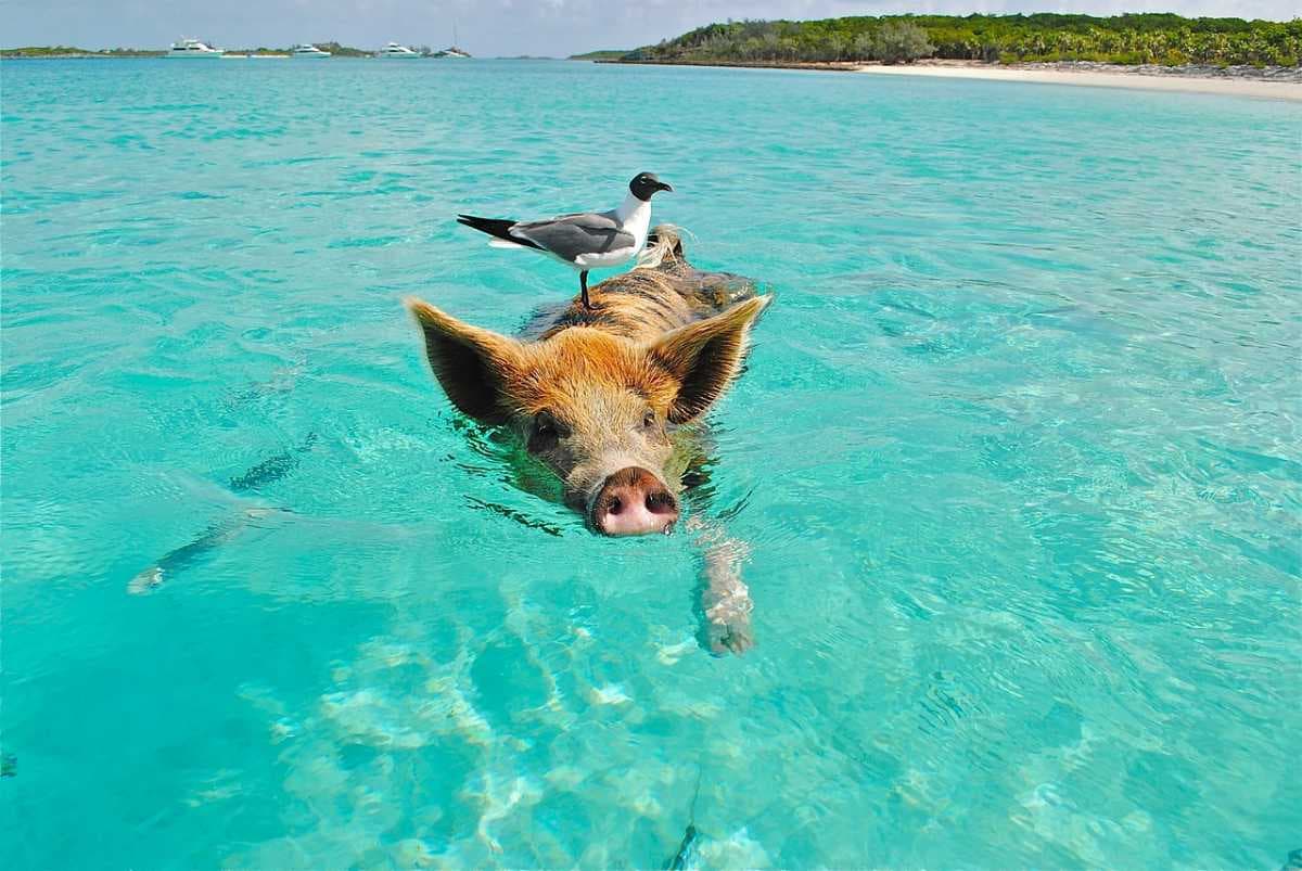 Bahamas travel image