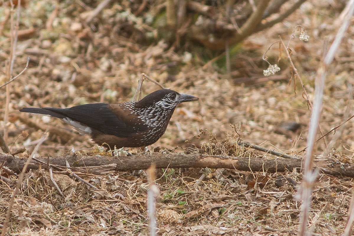 Nutcracker Bird at Phrumsengla National Park