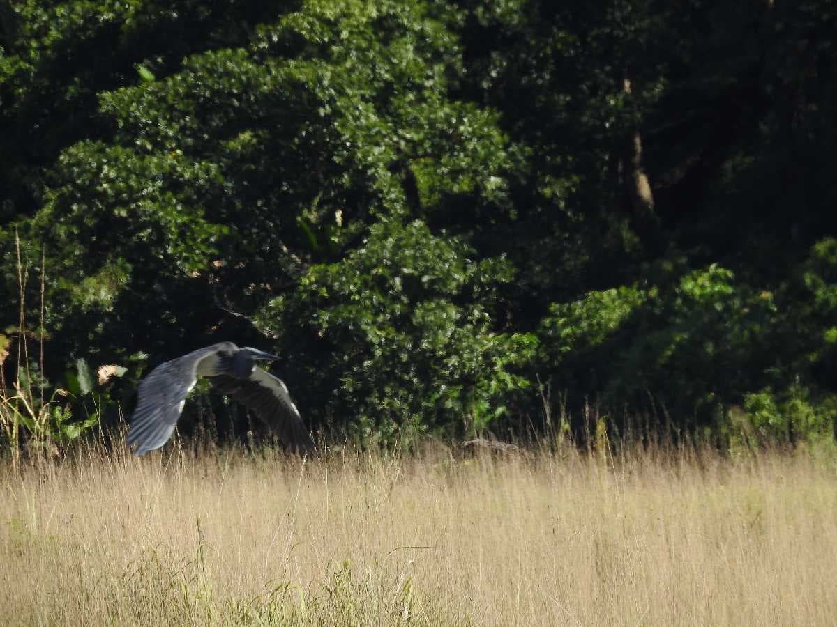 Rare White-Bellied Heron Found in Sakteng Wildlife Sanctuary