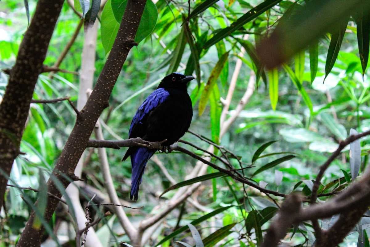 Semji Village - Ideal for Bird Watching and Hiking