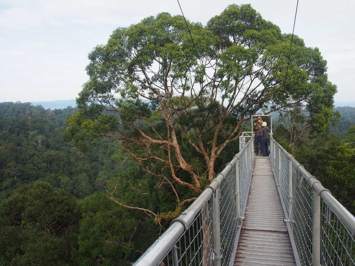 Ulu Temburong National Park - First National Park Established in Brunei