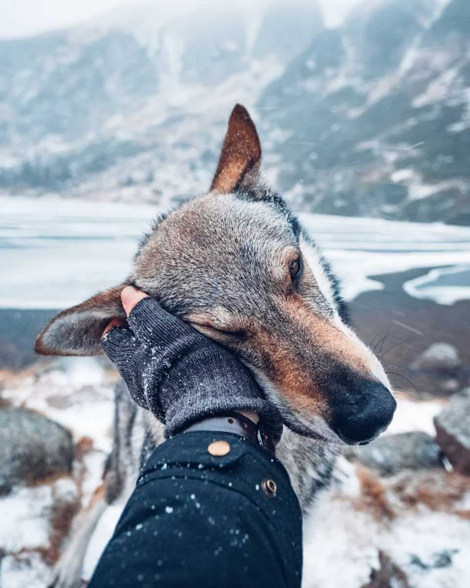 exploring the winter wonderland with Sitka the wolf dog