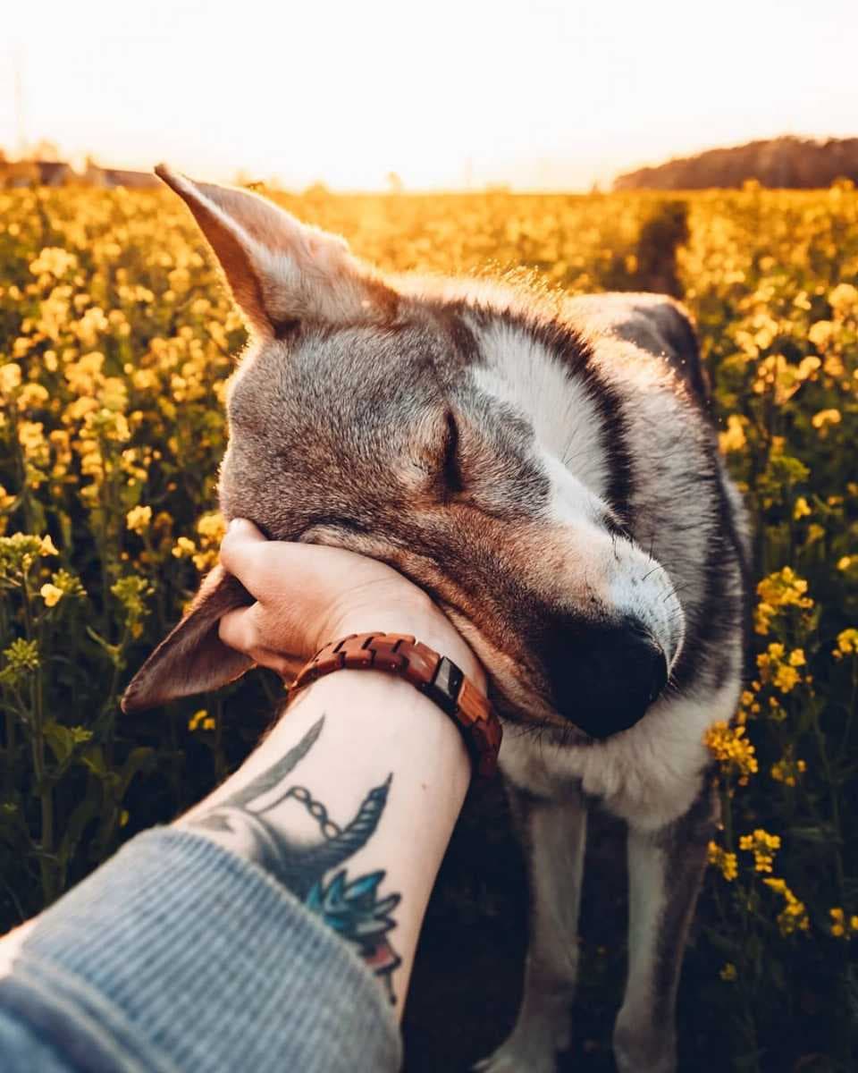 Sitka the wolf dog exploring the farms