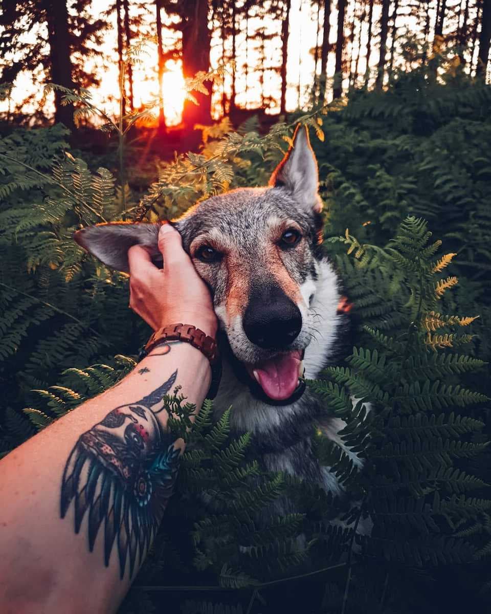 Sitka the wolf dog in the forest