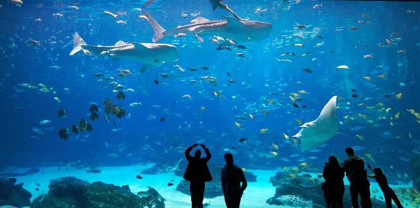 Alexandria Aquarium