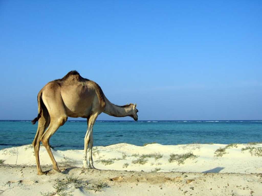 Marsa Alam travel image