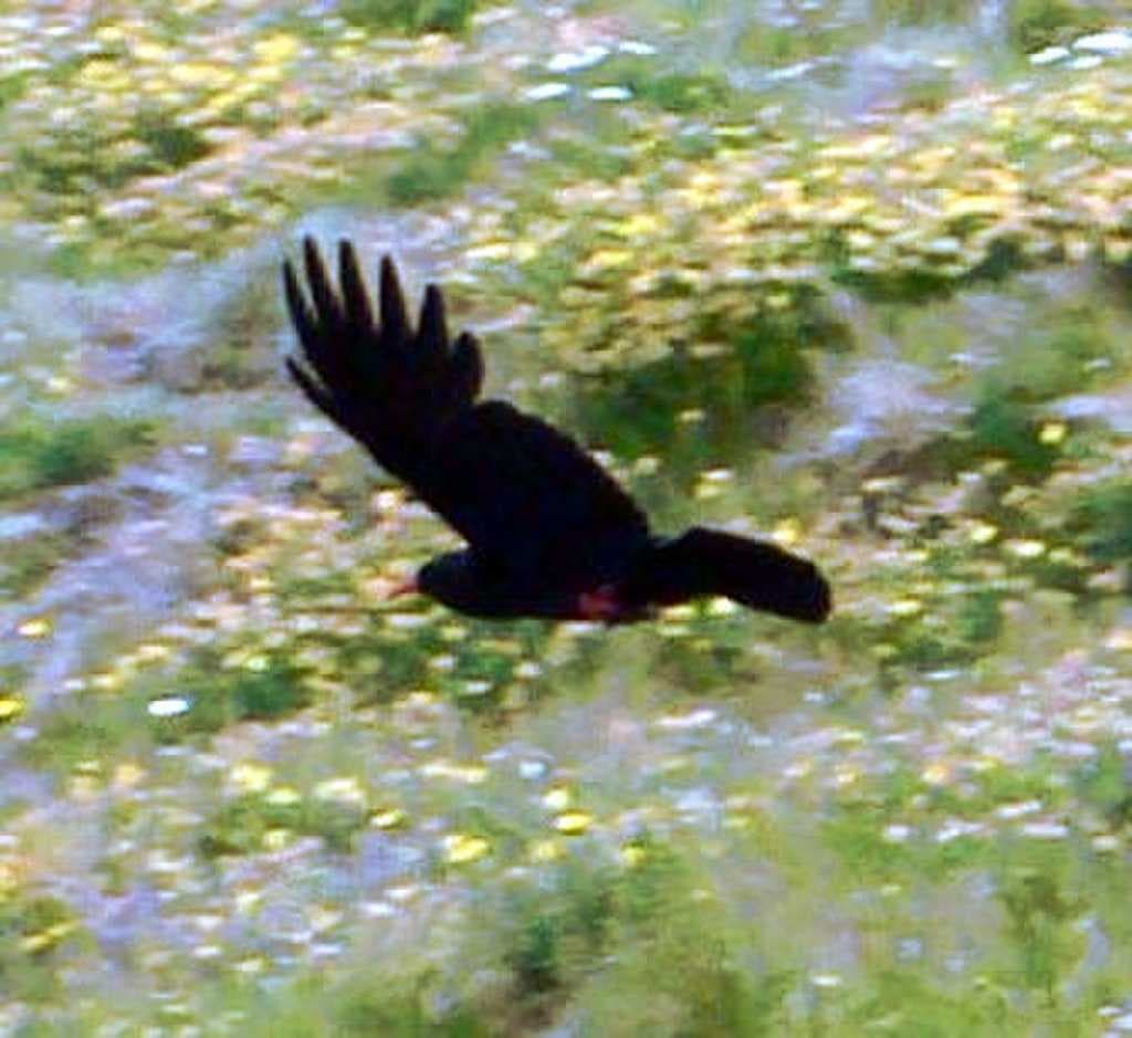 The red-billed chough (Pyrrhocorax pyrrhocorax pyrrhocorax), once commonly seen throughout Cornwall, experienced a severe decline in its population in the 20th century.