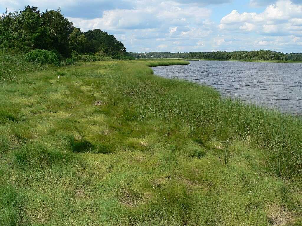 Image taken at Slocum's River Reserve, land purchased by the DNRT and The Trustees of Reservations.[52]