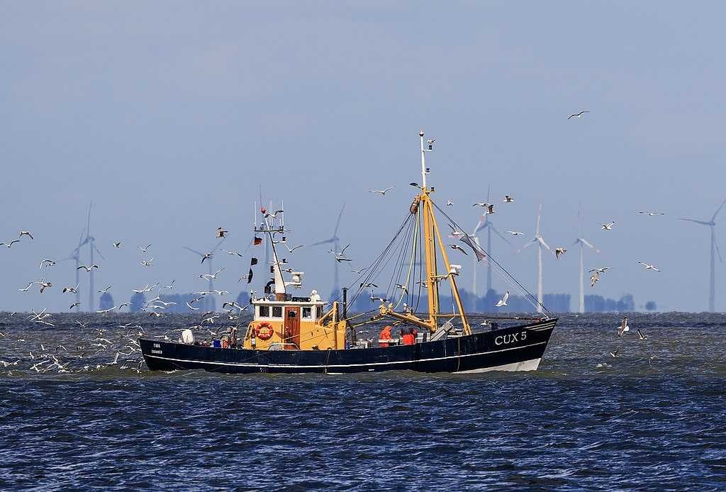 A shrimp cutter returns
