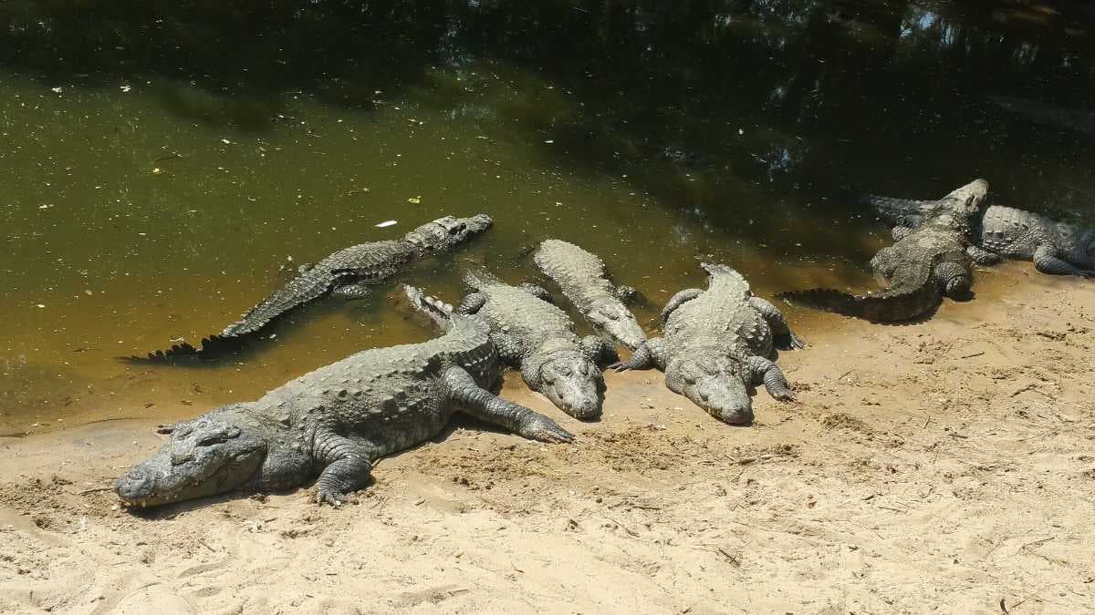 Sivaram Wildlife Sanctuary -  Famous Wild Life Preserve in Adilabad