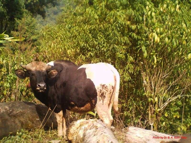 Sacred animal 'Mithun' (Bos frontalis) in its habitat at Mayodia Hills.