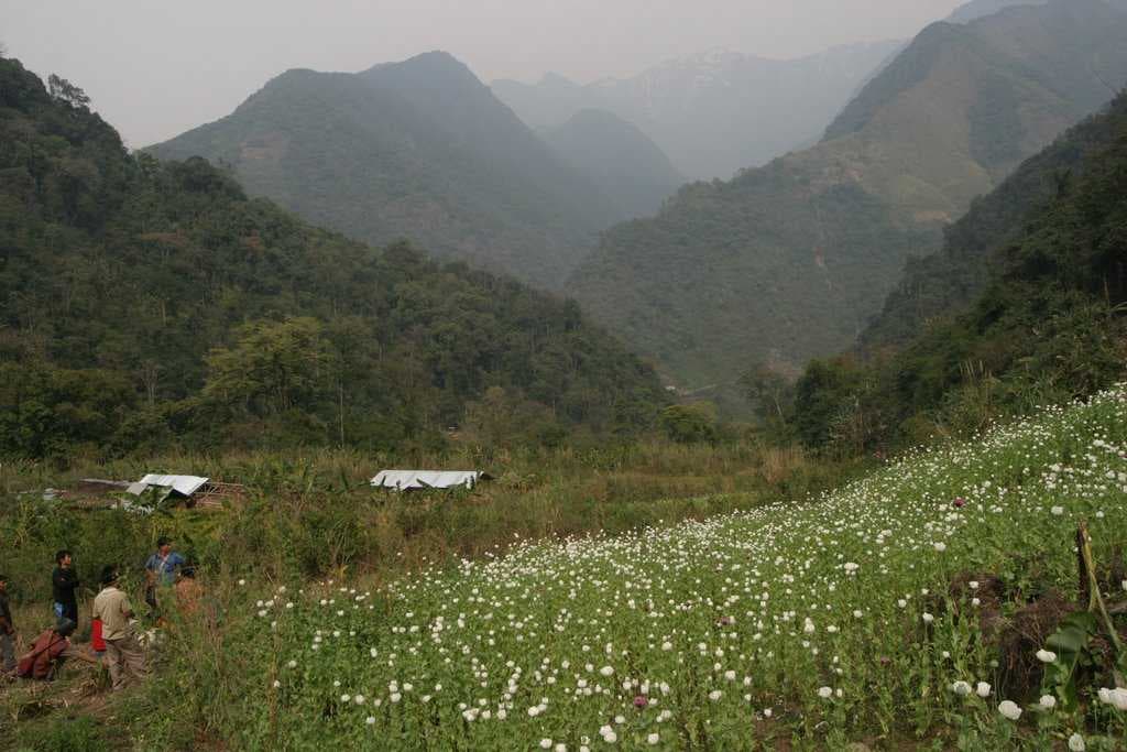 One of the many opium fields in Raliang village