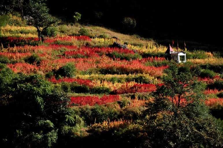 Joshimath - a famous pilgrimage town near Auli