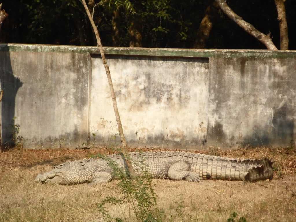 Crocodile Breeding Centre