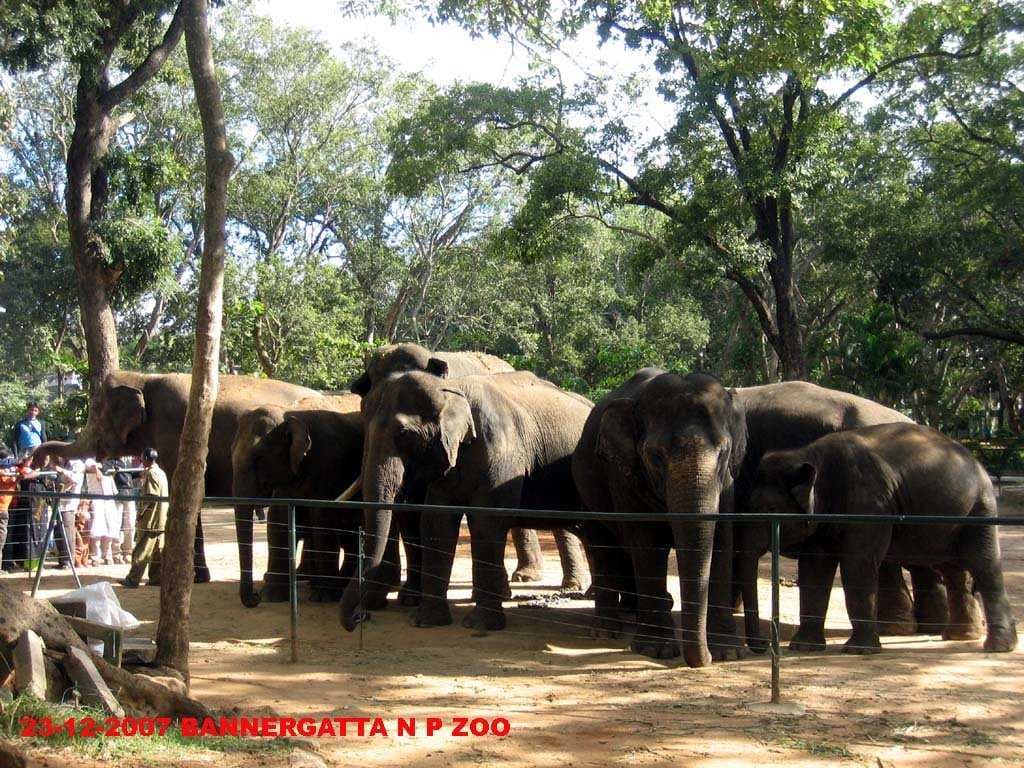 Elephants in Bannerghatta National Park