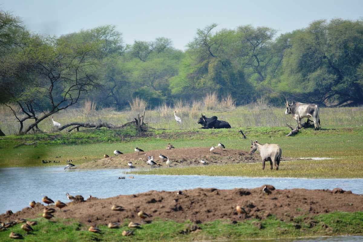 Bharatpur travel image