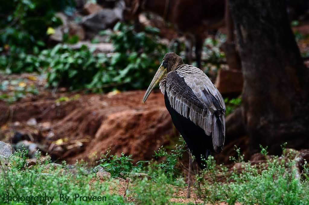 Kokrebellur Pelicanry