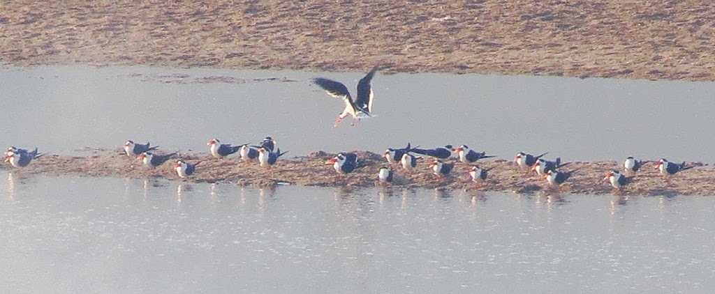 Tikarpada Wildlife Sanctuary