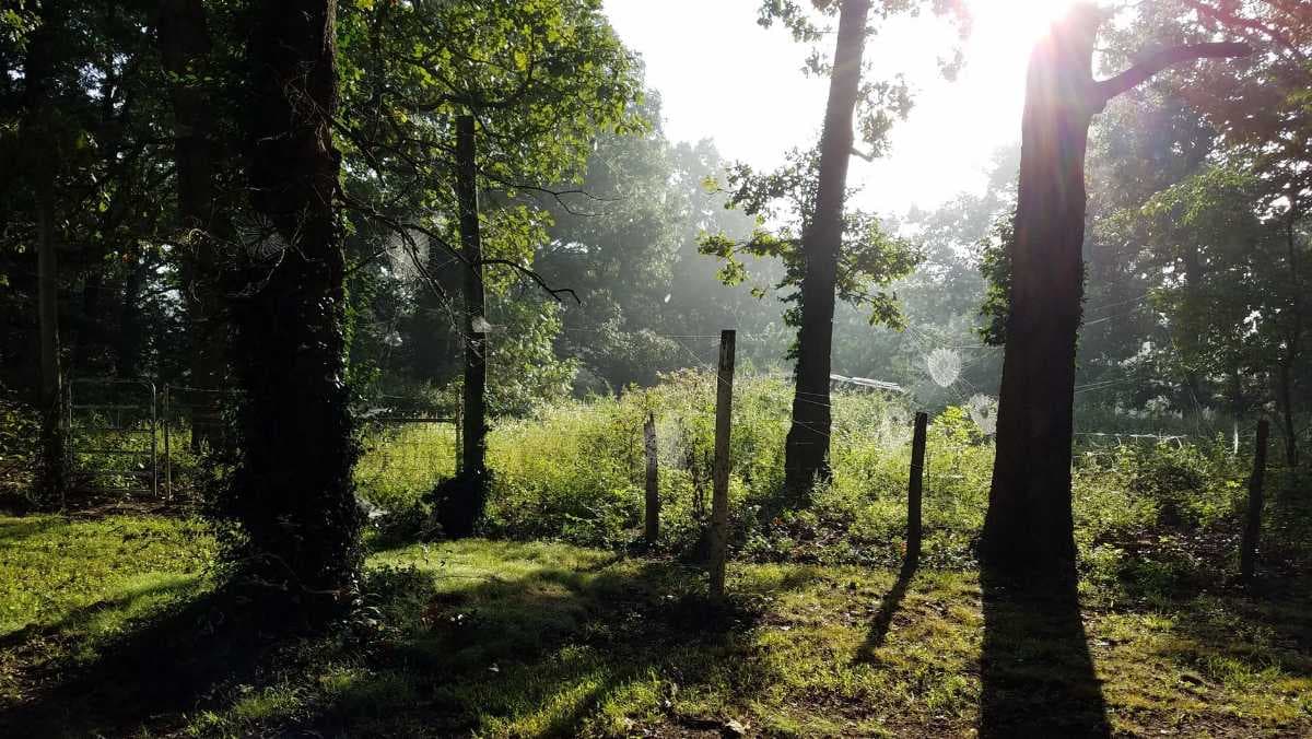 Ram Tal Horticulture Garden - Covered by Wooden Trees, the Garden has Huge Greenish Lawns