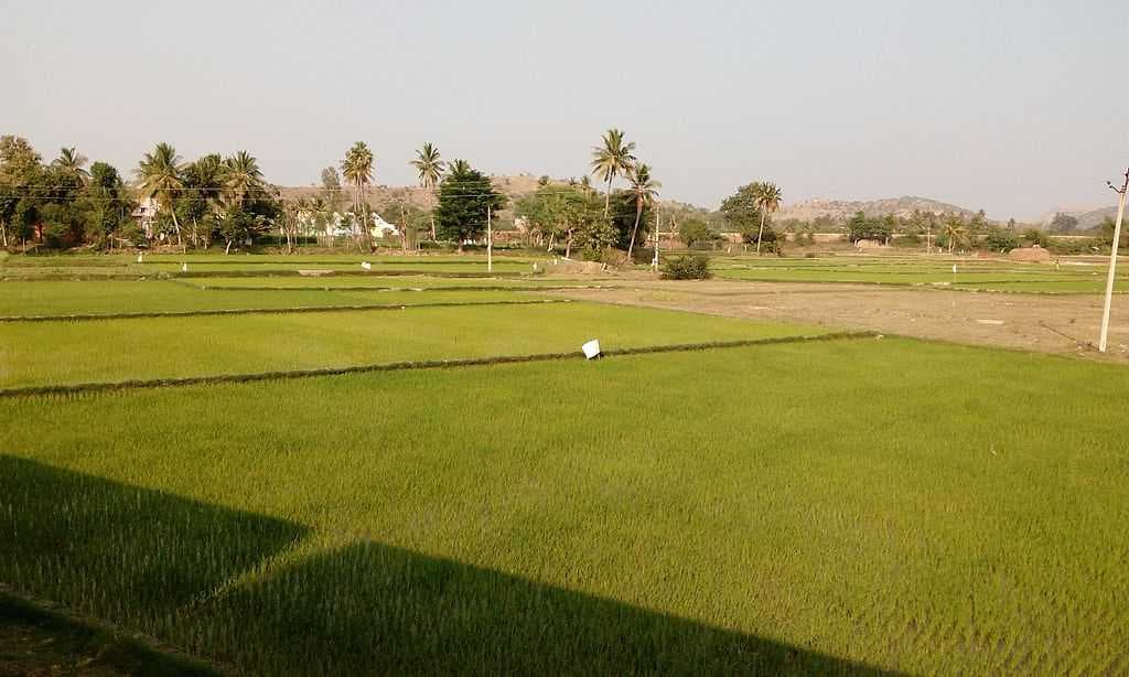 Spectacular View of Agricultural Land in Chittoor