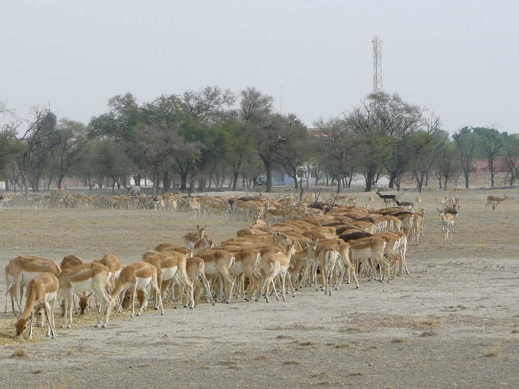 Talchapar Sanctuary