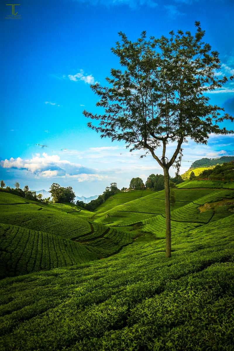 Tea Estate In Coonoor, Nilgiris