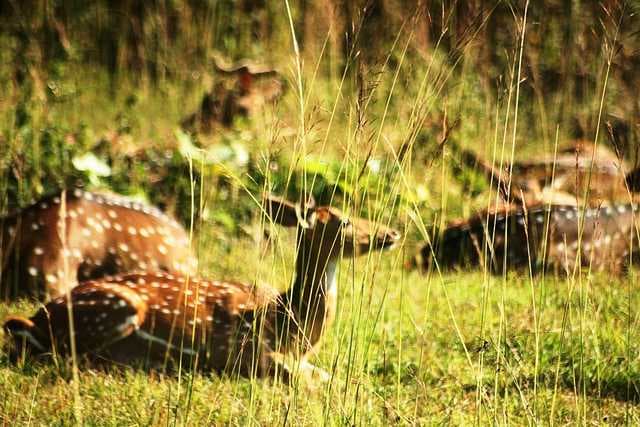 Coorg