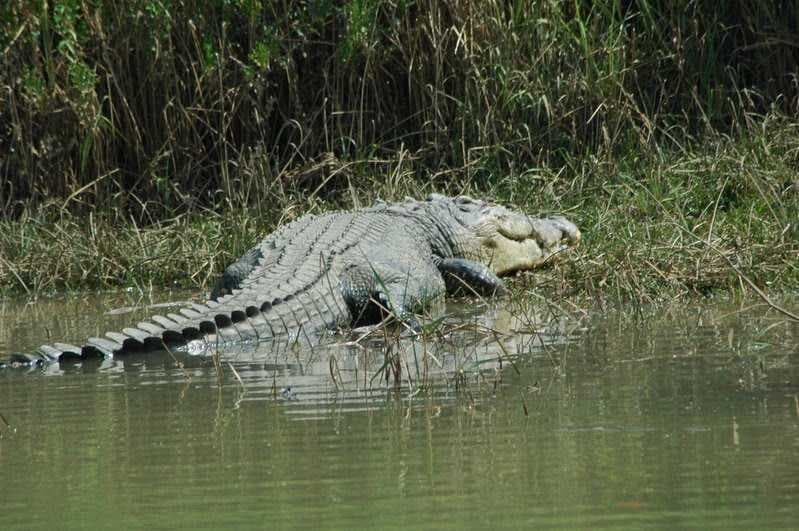 Bhitarkanika Wildlife Sanctuary