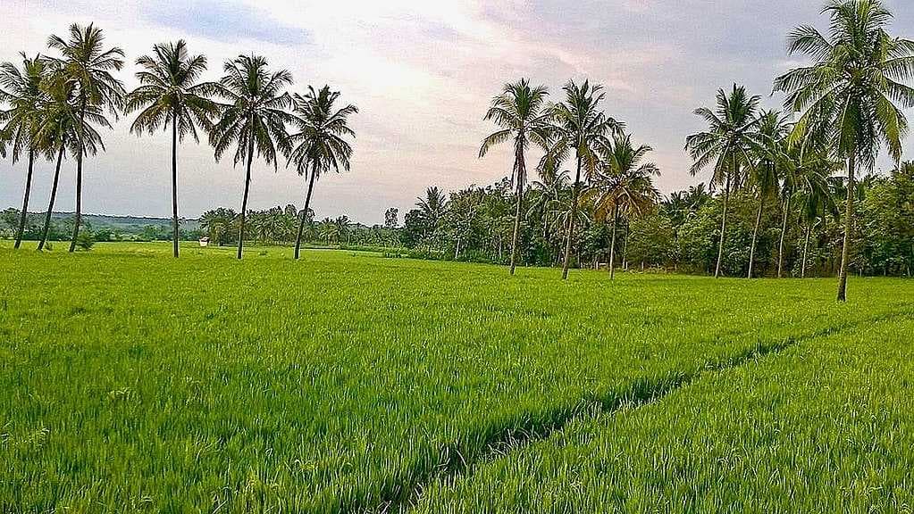 Irrigated paddy fields near Shamanur