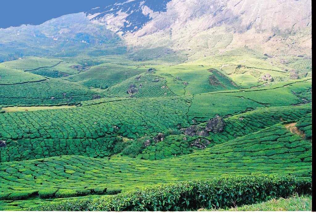 Tea & Spice Plantations