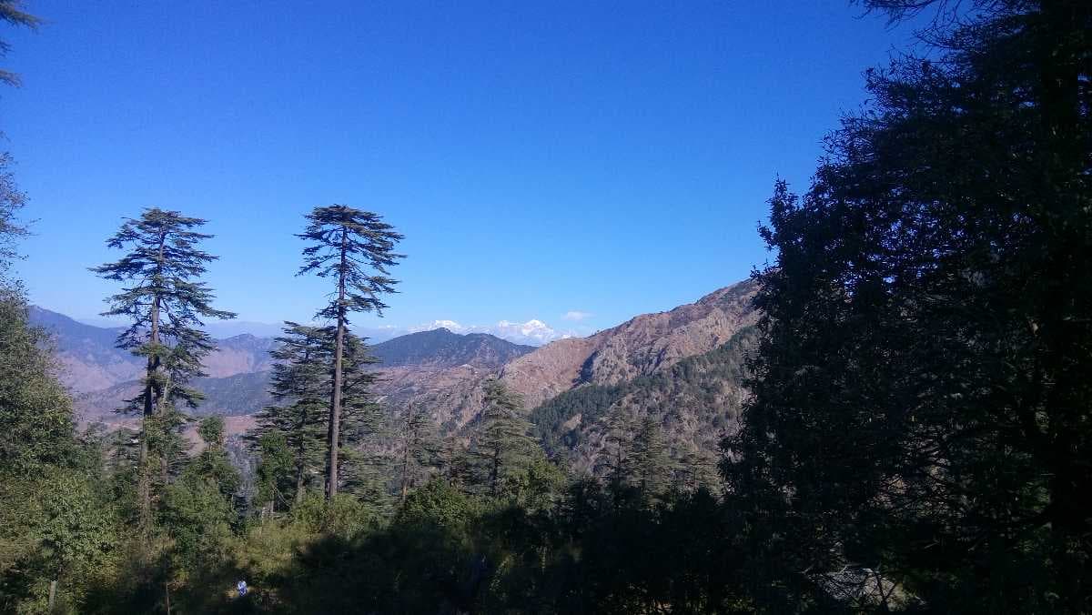 Eco Park - Houses Many Deodar Trees