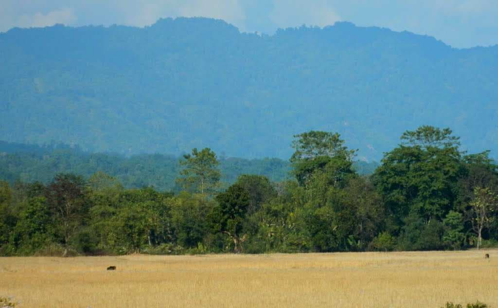Blue Hills