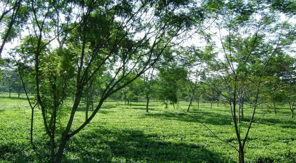 Tea Garden
