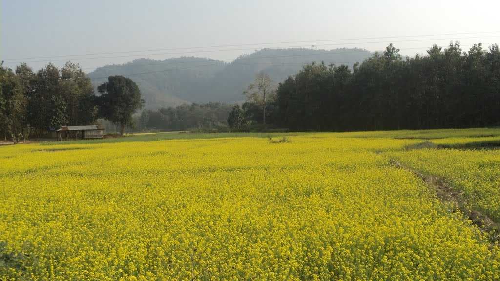 Teak plantation & Mustard cultivation at Shoxuvi