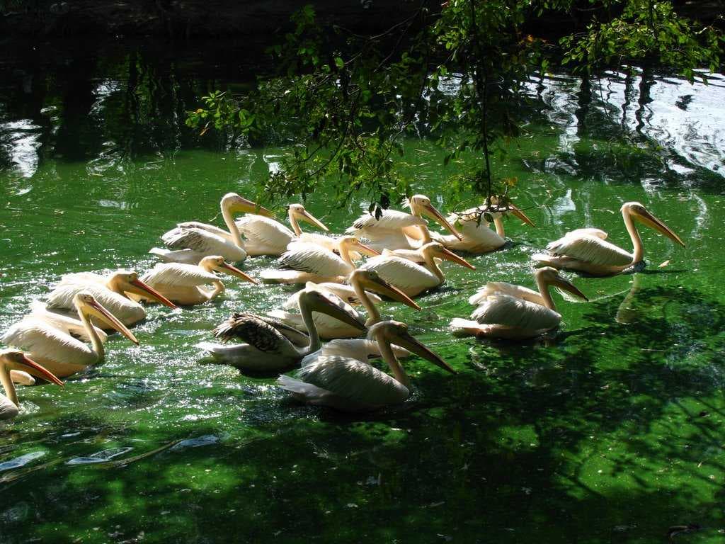 Assam State Zoo and Botanical Gardens