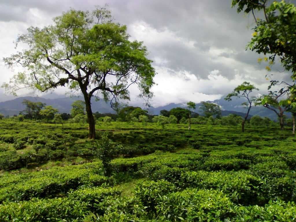 A tea garden in the Dooars with the Himalayas in the background