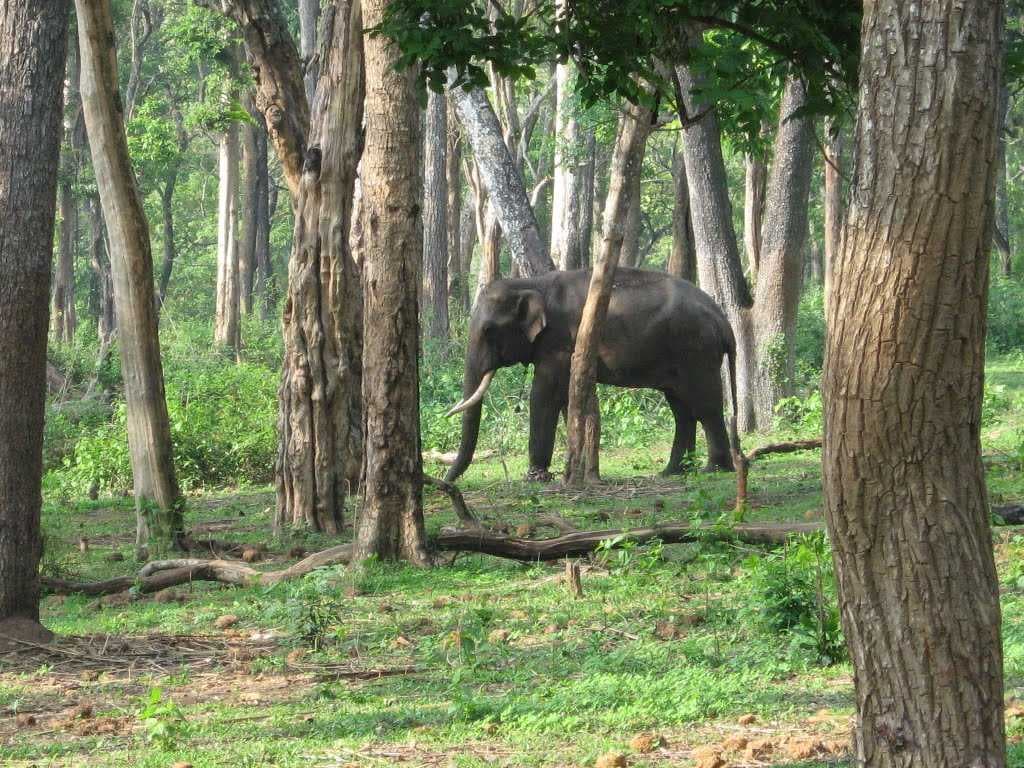 Tusker @ Dubare camp