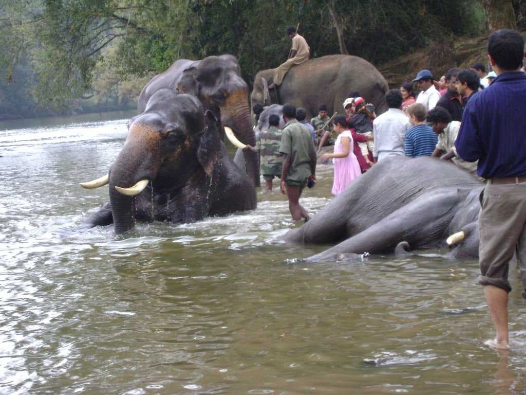 Elephant Bath