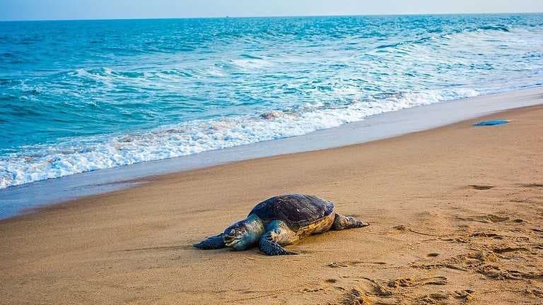 Olive Ridley Turtles in Odisha