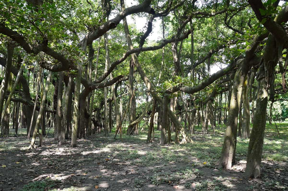 The great banyan tree