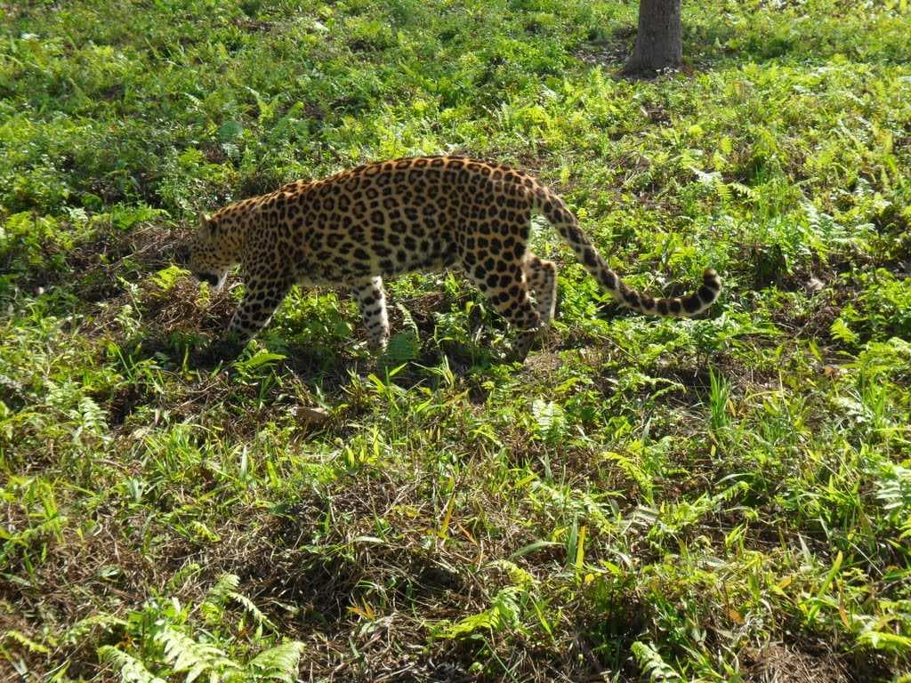 Gorumara National Park