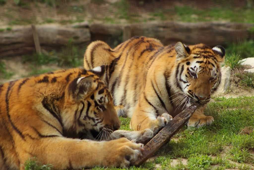 Orchha Wildlife Sanctuary - Home to Over 200 Species