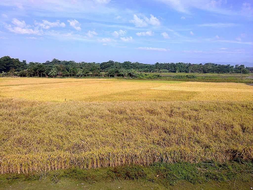 Karimganj is an agricultural district