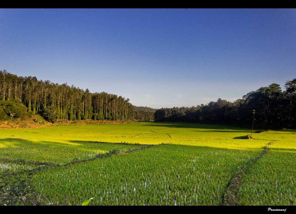 Tampcol Medicinal Farm, Kolhi Hills