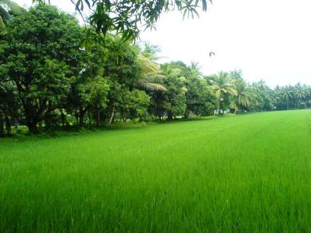 Spectacular View of Konaseema Village